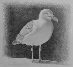 How To Draw A Seagull Original Animal Art Bird Drawings Drawings