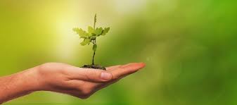 Autumn Chores Planting Trees Now It S The Right Time A Garden Review Trees To Plant Saplings Plants