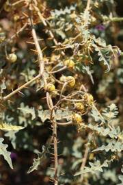 Image result for Solanum anguivi
