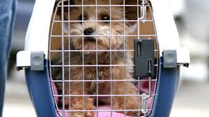 For pets traveling as checked baggage: Is Your Pet Safe Flying In Cargo Conde Nast Traveler