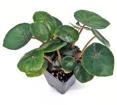 Image result for Begonia elaeagnifolia