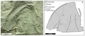 Image result for Osyridicarpos