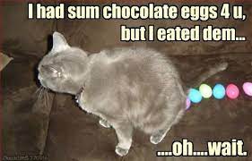 Hoppi Istar Hoomans Easter Cats Easter Humor Funny Easter Pictures