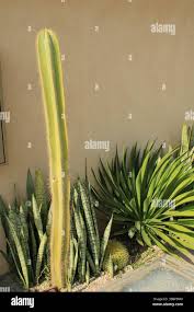 Image result for Lophocereus marginatus