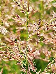 Image result for Agrostis continuata
