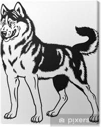 We have one husky puppy for sale, he was born on sept twentysix. Siberian Husky Black White Canvas Print Pixers We Live To Change