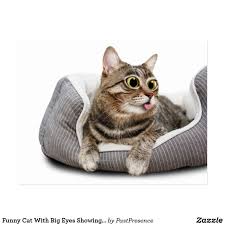 Funny Cat With Big Eyes Showing Tongue Postcard Zazzle Com In 2020 Cats With Big Eyes Funny Cats Big Eyes