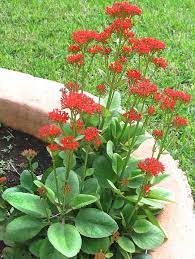 Pin On Gardening