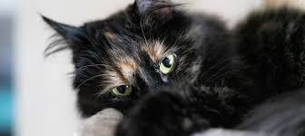 Stage 4 is the most advanced stage of throat cancer. Feline Lymphoma Treatment Prognosis Litter Robot Blog
