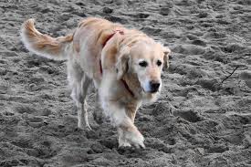 Bringing your furry friends along on your next myrtle beach vacation? Myrtle Beach Pet Friendly Hotels In Myrtle Beach Sc Pet Friendly Hotel Reviews 10best