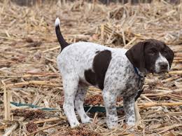 She had a total of 7 puppies! Puppies Sundance Kennels Pet Boarding German Shorthair Pointers Field Obedience Training