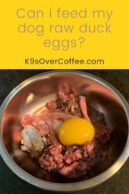 Can I Feed My Dog Raw Duck Eggs K9sovercoffee In 2020 Raw Dog Food Recipes Dog Food Recipes Raw Dog Food Diet