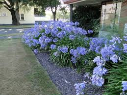 Image result for Agapanthus praecox