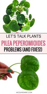 Shiny, leathery, thick, dark green pancakes (hence the place a coin in the soil with your chinese money plant, and it'll spontaneously start to attract wealth. Pilea Peperomioides Care Problems How To Revive Your Chinese Money Plant