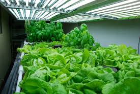 Understanding Hid Mh Hps Grow Lights Lighting Buyers Guide