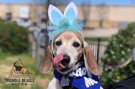 This is an inline carousel of images and or videos of this pet. Heart Pet Rescue Posts Facebook