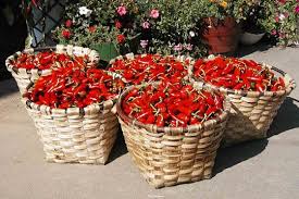 Piments D Espelette Pays Basque France Decorative Wicker Basket Wicker Baskets Wicker