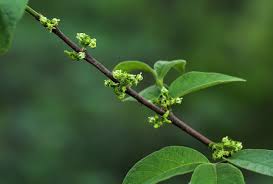 Image result for Vangueria esculenta