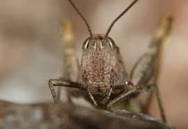 We did not find results for: Long Lasting Grasshopper Control Planet Natural