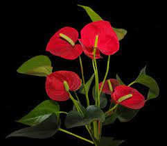 Anthurium Meaning Symbolism Of Anthurium With Their Open Flickr
