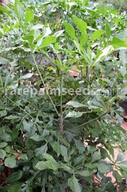 Image result for Cussonia corbisieri