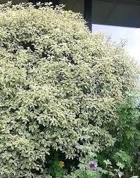 Image result for Pittosporum tenuifolium