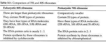 What is the structure and function of the ribosomes. Ribosome Meaning Types And Structure