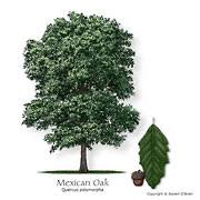 Maybe you would like to learn more about one of these? Texas Tree Selector