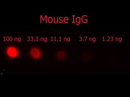 The exact degree of labeling is. F Ab 2 Mouse Igg H L Antibody Phycoerythrin Conjugated Pre Adsorbed 710 708 124