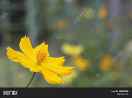 Gambar pemandangan indah dengan crayon google has many special features to help you find exactly what youre looking for. Cosmos Sulphureus Image Photo Free Trial Bigstock