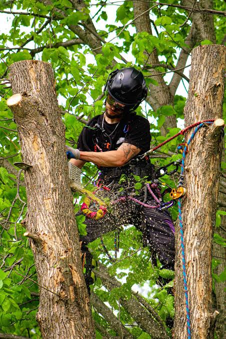 Expert arborist team inspecting a tree