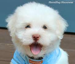 We did not find results for: Havahug Havanese Puppies Havahug Havanese Puppies Of Michigan