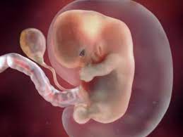 كيف شكل الجنين في الشهر الرابع المرسال