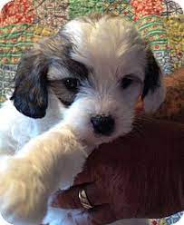 Pet adoption is the process of taking responsibility for a pet that a previous owner has abandoned or released to a shelter or rescue organization. Waterbury Ct Shih Tzu Meet Elly A Pet For Adoption