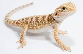 Guest post by mike valverde. Juvenile Bearded Dragon Food Diet And How To Feeding Them Pet Care Advisors