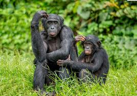 Free shipping & returns available. Friends Of Bonobos Posts Facebook