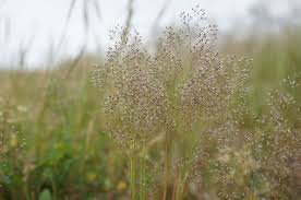 Image result for Aira