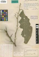 Image result for Strombosia scheffleri