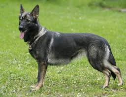 Because breeding german shepherds often puts the focus on what type of german shepherd one wants to breed, it is easy to forget about health conditions affecting german shepherds. German Shepherd First Dog In U S To Contract Covid 19 Usda Miami Herald