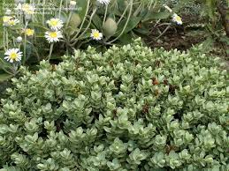 Image result for shrubby veronica hebe