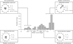 Image result for Polystachya calluniflora