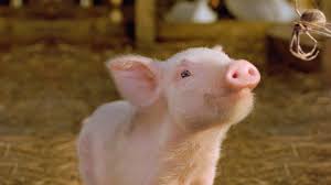 Directed by gary winick and written by susannah grant and karey kirkpatrick. Charlotte S Web Netflix