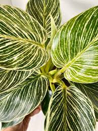 Philodendron Birkin Gorgeous Compact Variegated Philodendron Aroid Plant A In 2020 Plants Philodendron Plant Leaves