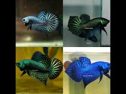 Check out our franks bettas selection for the very best in unique or custom, handmade pieces from well you're in luck, because here they come. The Coolest Wild Type Bettas And Hybrids Franksbettas
