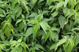 Image result for Pilea angolensis