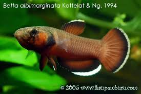 Betta albimarginata is a species of betta fish, endemic to the island of borneo where it is only found in the indonesian province of kalimantan timur. Betta Albimarginata Seriously Fish