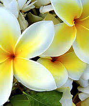 Obituary information for Gladys M. Bolinger