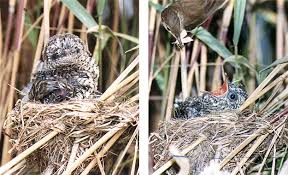 Burung gemak ini masih satu saudara dengan burung puyuh warna dan bentuknya pun juga mirip. Burung Kedasih Tak Secantik Namanya Om Kicau