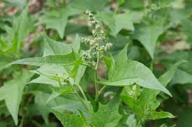 Image result for Chenopodiastrum