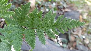 Image result for Aleuritopteris